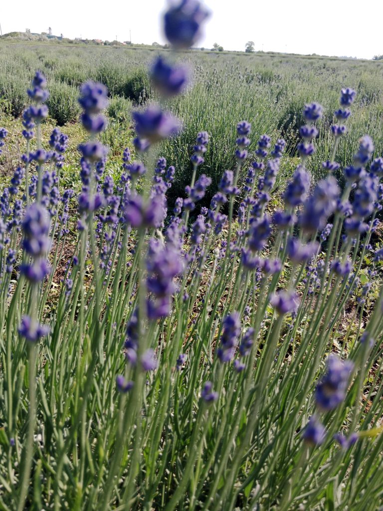 biljka lavanda, lekovito bilje, sadnice lavande, uzgoj lavande