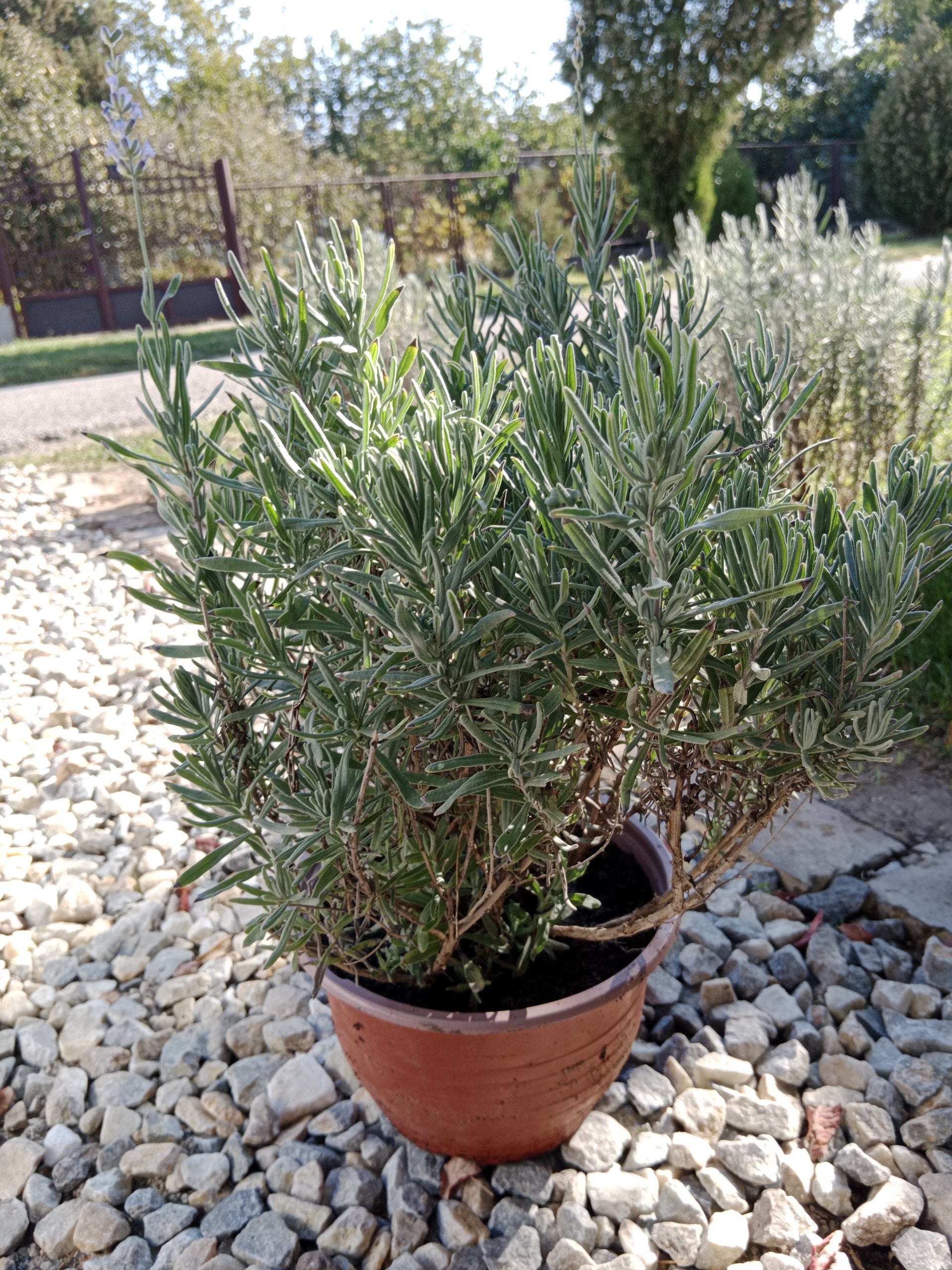 sadnice lavande, cvet lavande, lavanda u saksiji, lekovito bilje