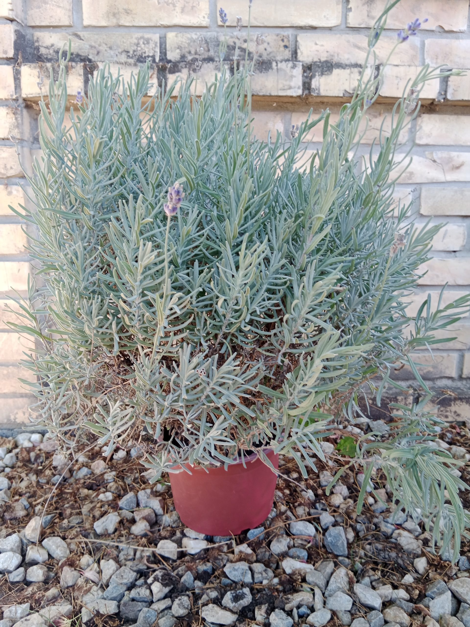 Lavanda u saksiji - Слика 3