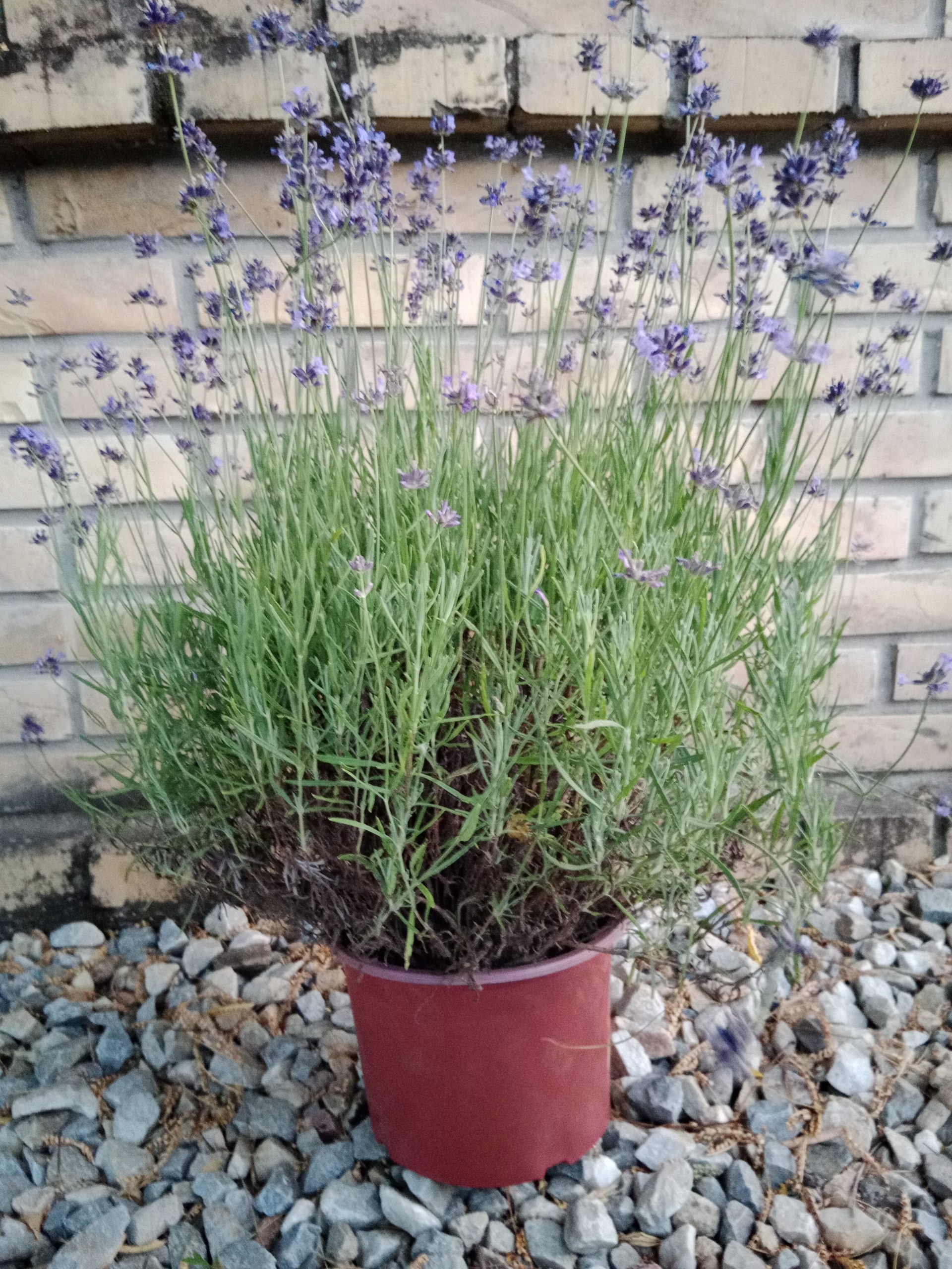 Sadnice lavande – kvalitetne lavanda sadnice za baštu i plantažu Organske sadnice lavande, otporne i dugotrajne Kupite sadnice lavande direktno od proizvođača – PurplEssence